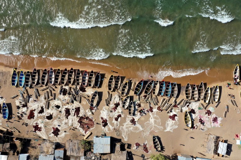 West African fish meal exports undermine food security: Greenpeace » Capital News