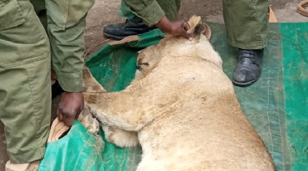 KWS captures stray lion in Rongai, returns it to Nairobi Park » Capital News