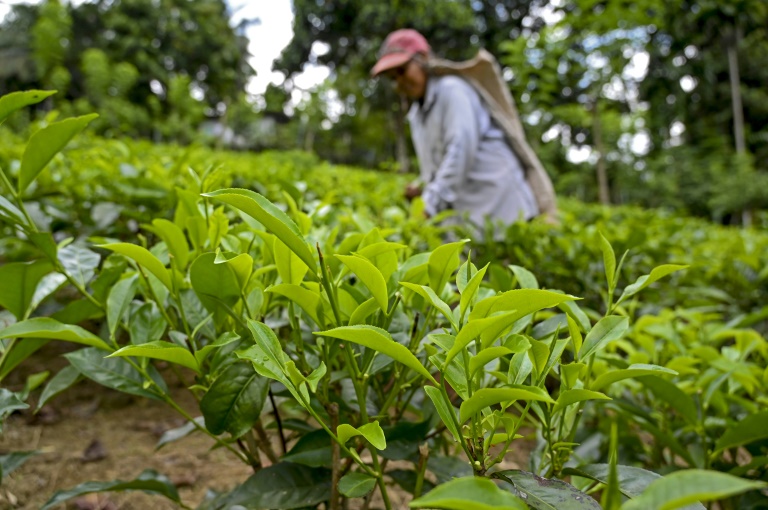 Sri Lanka tea exports lowest in 23 years » Capital News