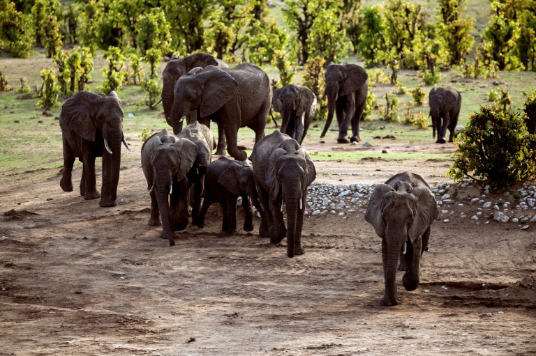 60 Zimbabweans killed by elephants this year » Capital News