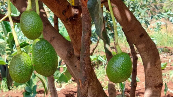 KCDMS has been supporting farmers in 12 counties in improving their fortunes in the avocado sector.