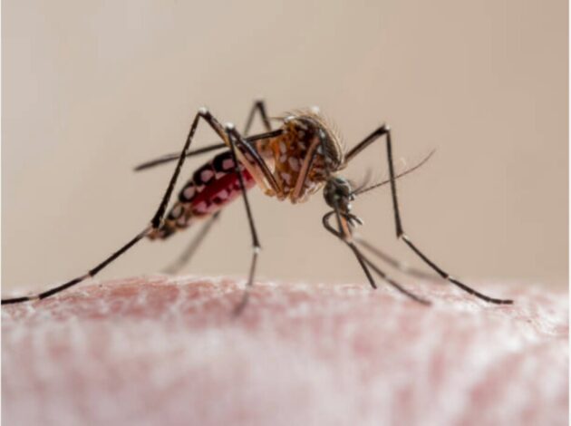 WHO approves first-ever malaria drug for babies weighing 2–5 kg