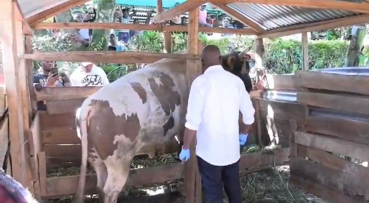 Senator Boni Khalwale Bull