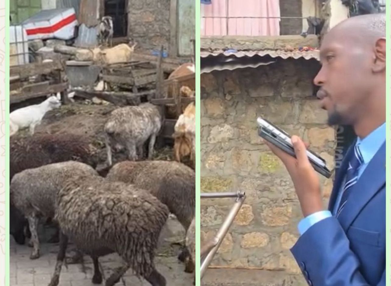 “Hii wanyama wananuka vibaya” Mosiria Outlaws Livestock Keeping in Nairobi Residential Neighbourhoods