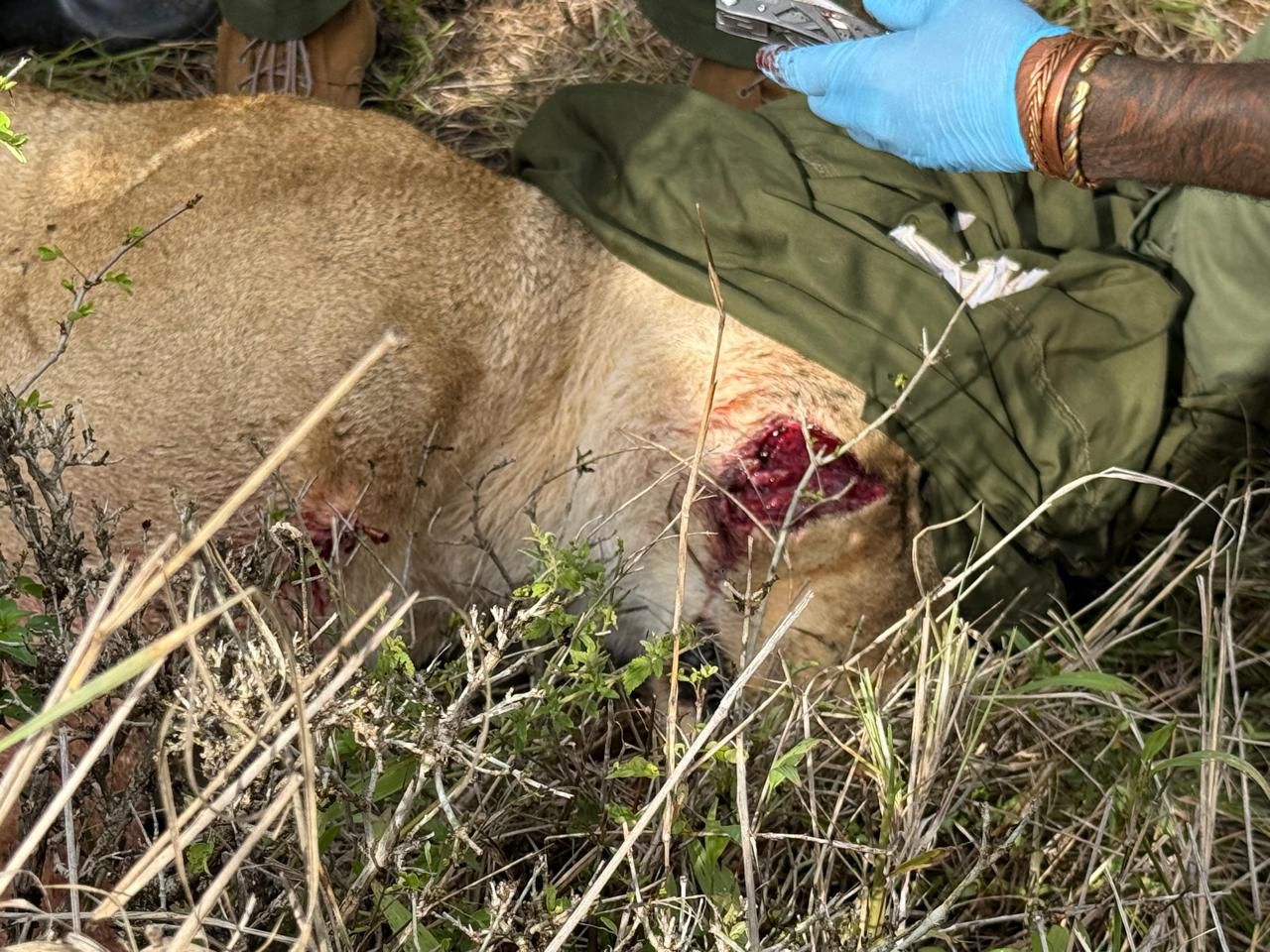 Pregnant lioness treated for facial wound in Maasai Mara