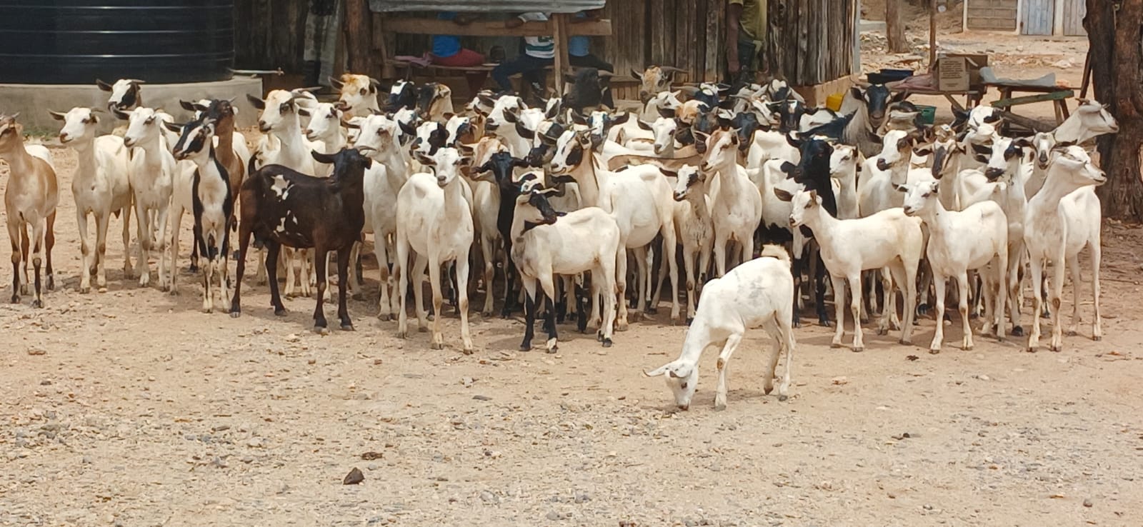 300 goats returned to owners as police arrest 5 rustlers in Isiolo