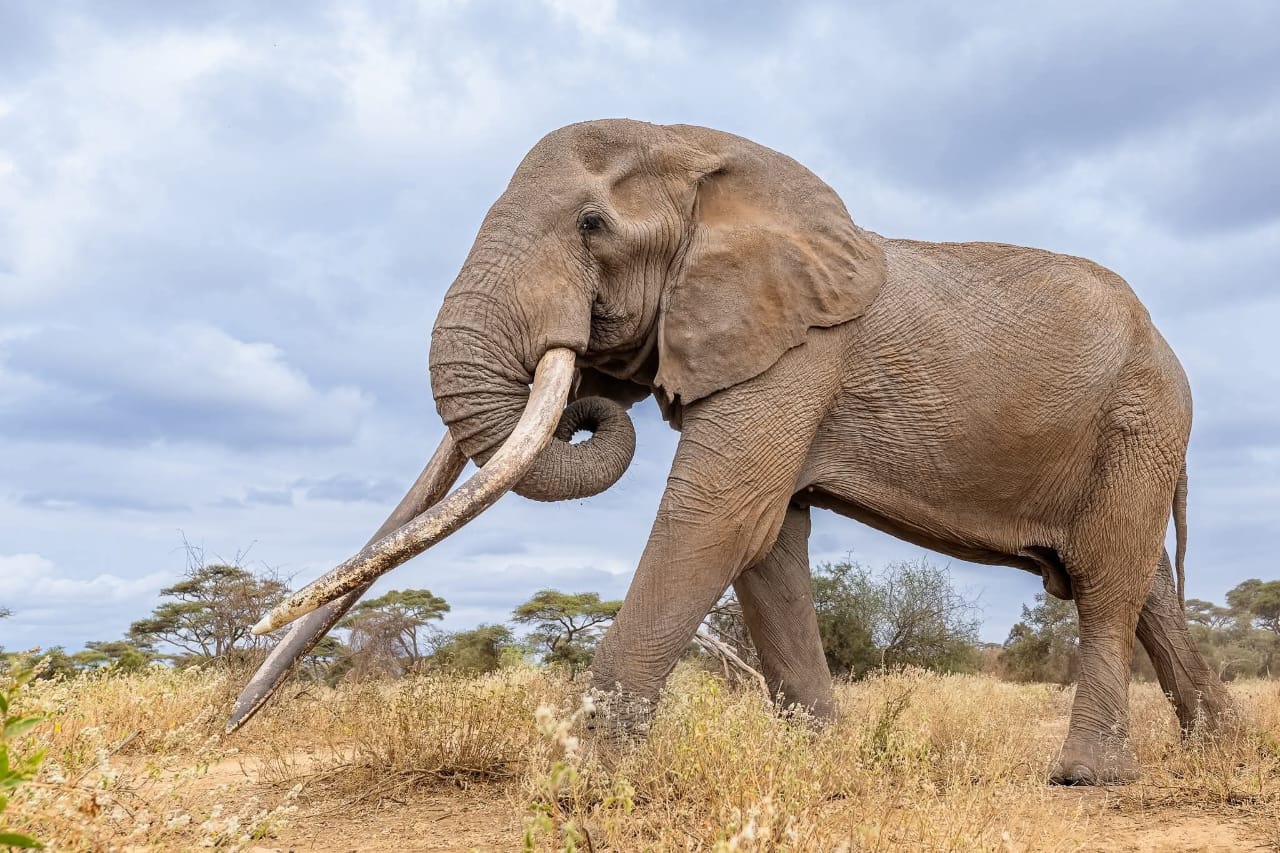 Iconic Amboseli super tusker Craig, with tusks weighing over 90kgs, dies aged 54