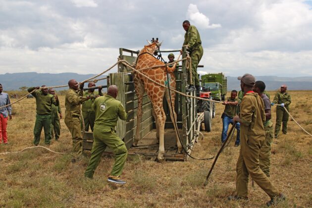 Nubian Giraffes Translocated to Strengthen Genetic Diversity in Kenya