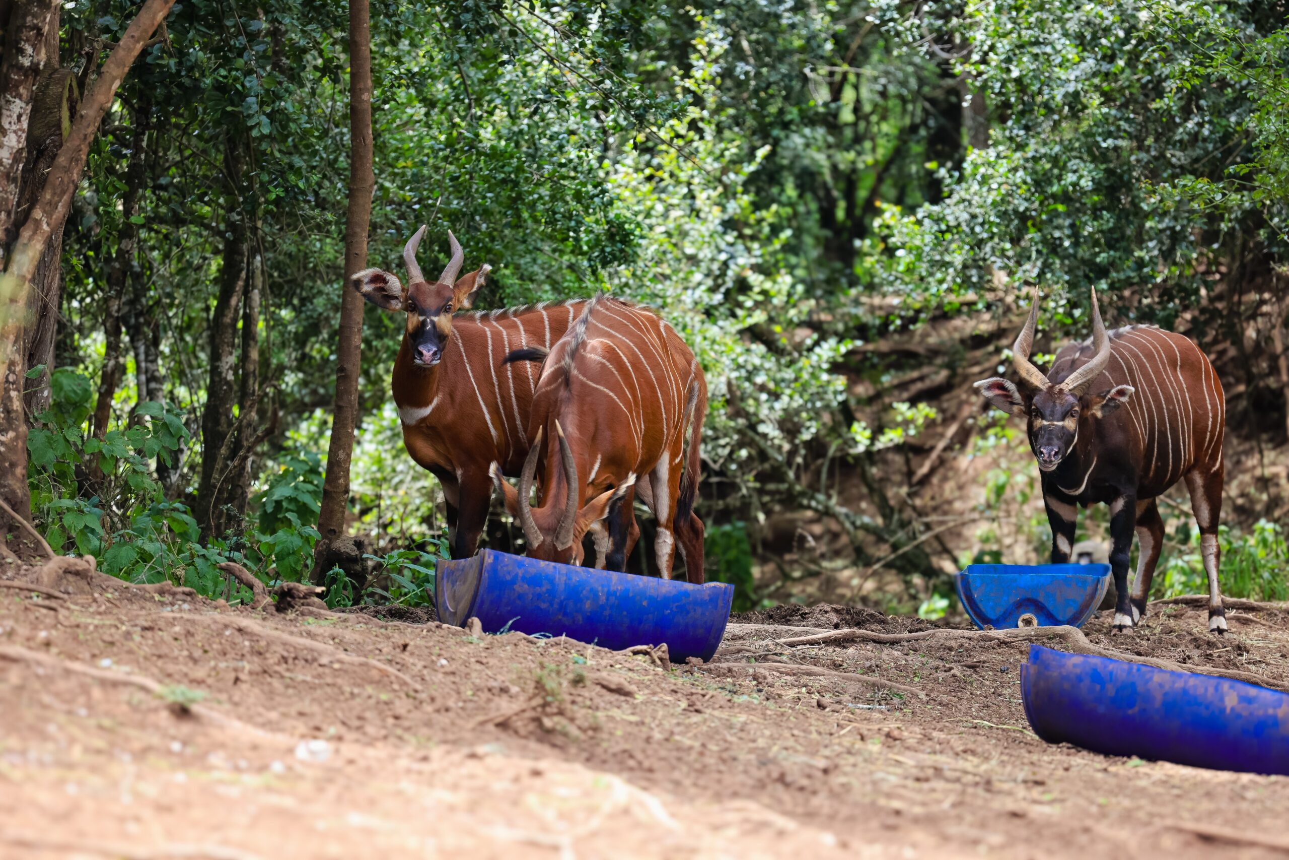 Kenya launches Project Centinela to protect critically endangered Mountain Bongo