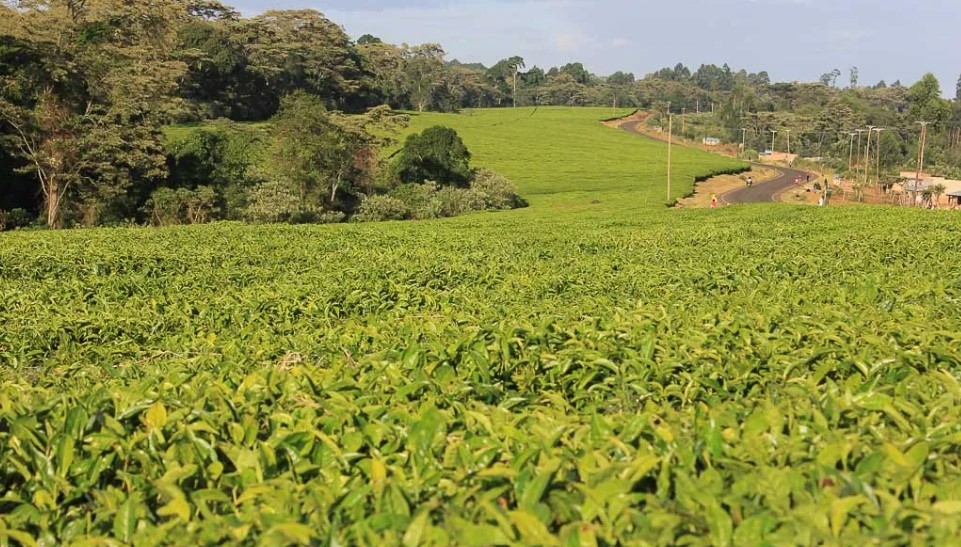 Kericho, Bomet Farmers Face Flat Pay Amid Tea Market Slump