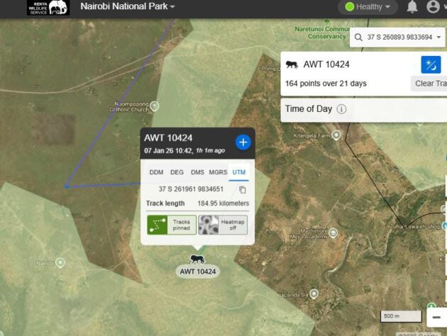 Two Lionesses Spotted Outside Nairobi National Park in Kitengela as KWS Launches Relocation Operation