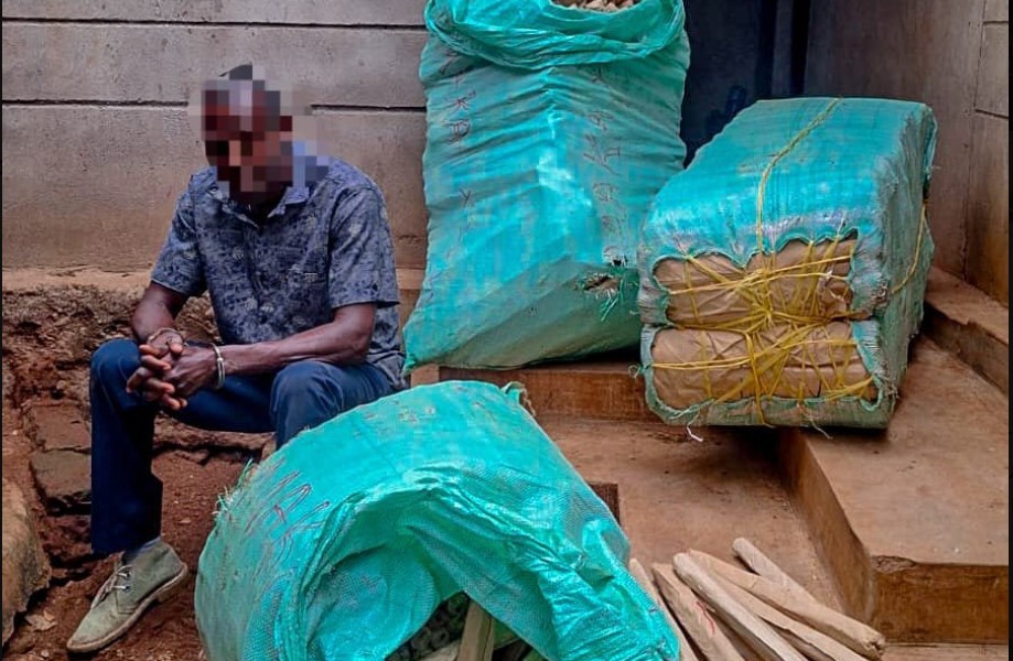 Detectives recover 376kg of bhang in Nairobi and Makueni drug busts