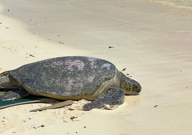 Community-led rescues are saving Kenya’s sea life