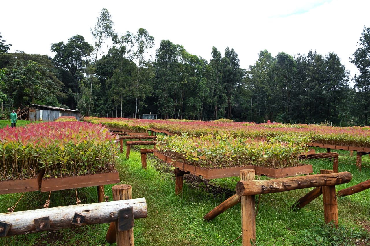 KFS, KEMRI explore collaboration to develop plant-based medicines from forests