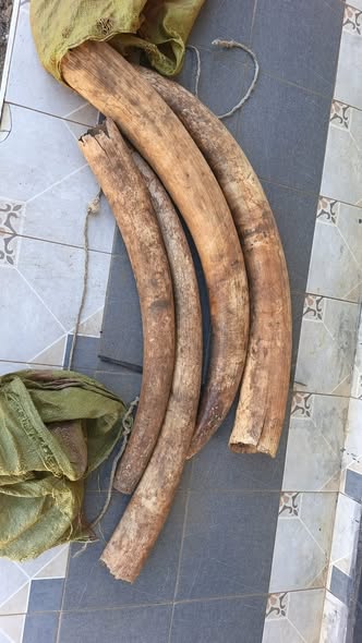 Suspected trafficker nabbed with 4 elephant tusks weighing 39 kilogrammes