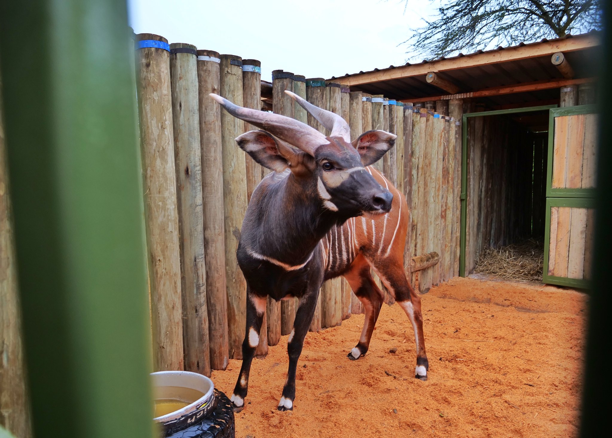 Mudavadi says Kenya committed to wildlife conservation