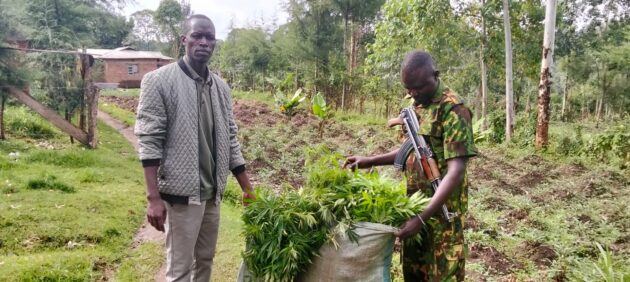 NACADA Uproots Bhang Plantation in Trans Nzoia, Arrests Suspect in Anti-Drug Operation