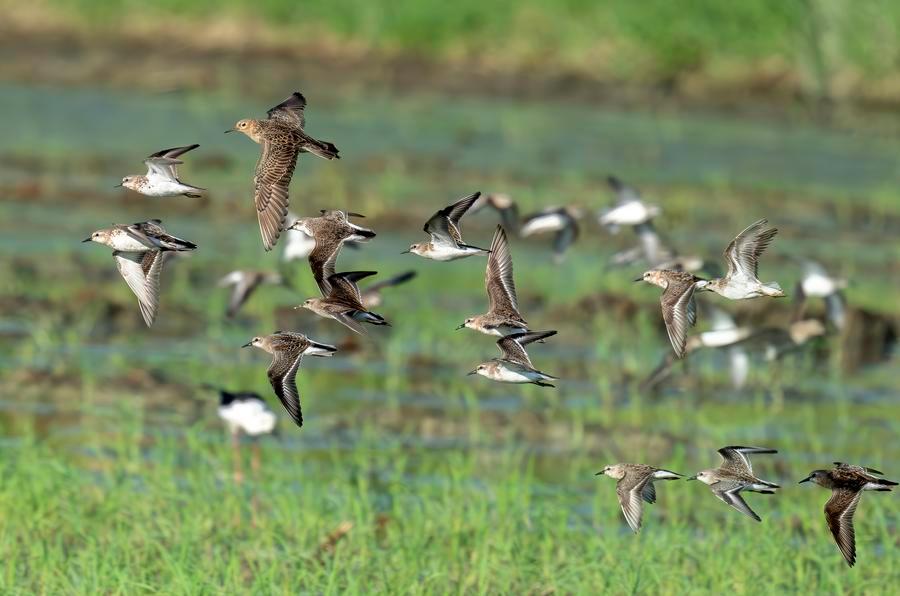 Kenya, China renew push for biodiversity cooperation at Nairobi wildlife exhibition