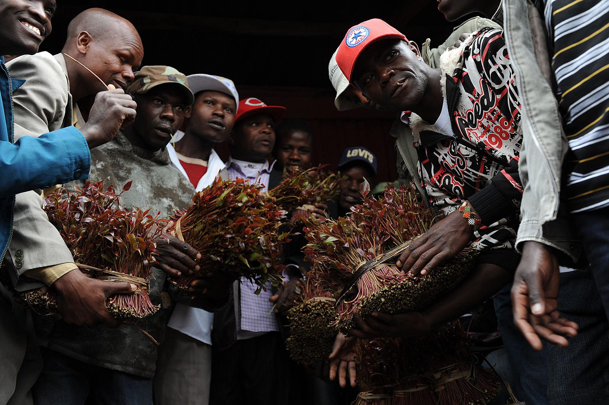 Senators Split Over Bill to Delist Miraa as Narcotic Substance