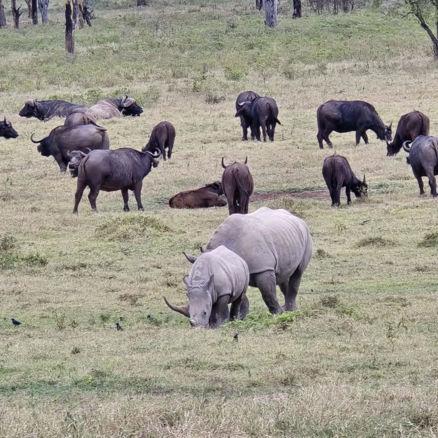 KWS urges Laikipia conservancies to join rhino sanctuary expansion drive