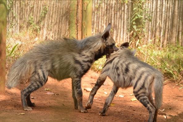 What to do if you encounter a hyena in a residential area