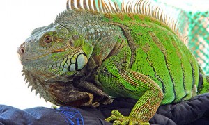 IGUANA-BRAZIL