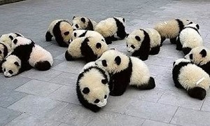 BABY-PANDAS