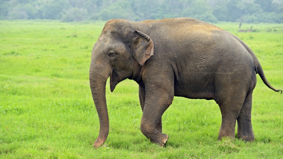 Sexual Tension Drives Elephant To Trample Park Ranger The Sauce