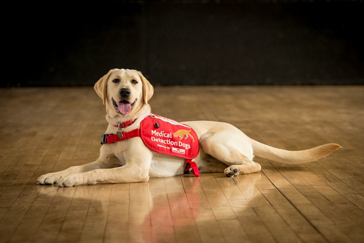 AI Translator Could Allow Humans To Understand Dog Barks