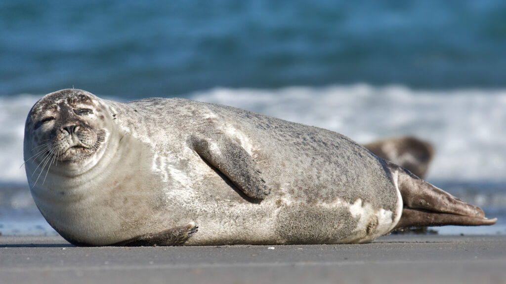 Seals Man Sex - Weird World: Sex Is Killing Male Seals - The Sauce